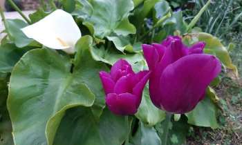 Puzzle 5237 - Tulipes