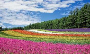 Puzzle 5285 - Champ de tulipes