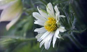 Puzzle 5229 - Marguerite
