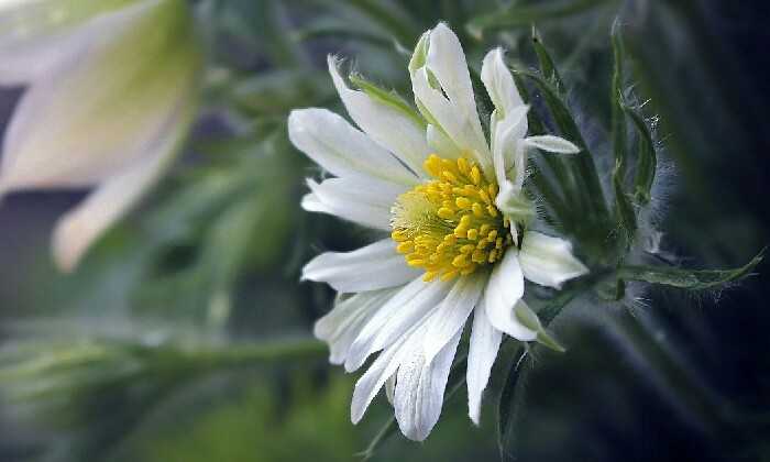Puzzle Marguerite
