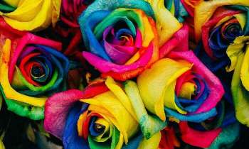 Puzzle 5209 - Roses multicolores