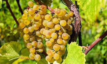 Puzzle 5274 - Grappes de raisins
