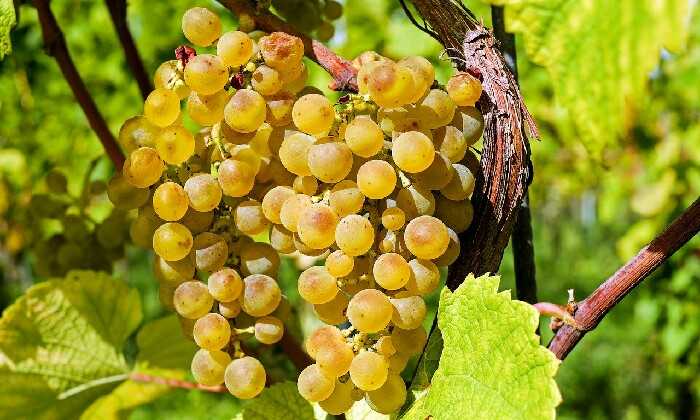 Puzzle Grappes de raisins
