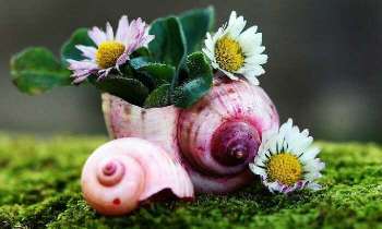 Puzzle 5306 - Coquille sert de vase