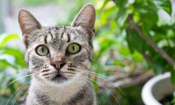 Puzzle 5236 - Chaton