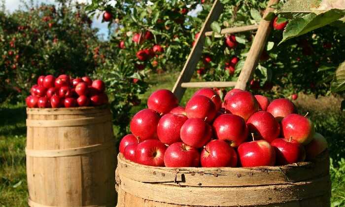 Puzzle Récolte des pommes