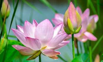 Puzzle 5252 - Fleur de Lotus