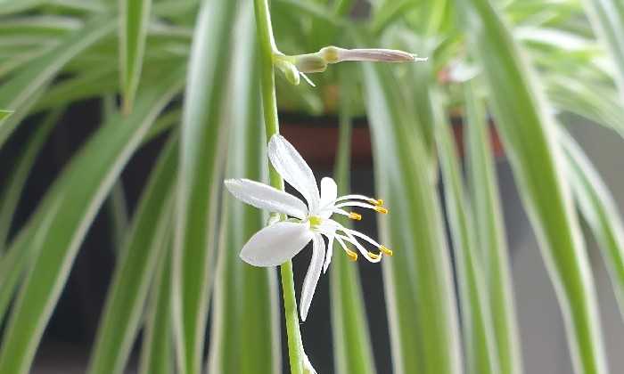 Puzzle Fleur éphémère