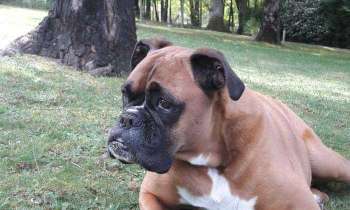 Puzzle 5480 - Boxer Dixie