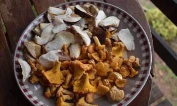 Puzzle 5294 - Cèpes et girolles