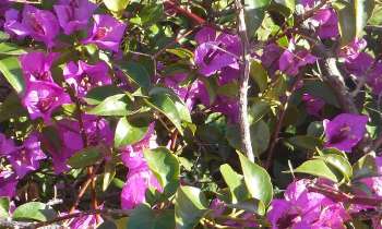 Puzzle 11145 - Treille fleurie