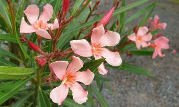 Puzzle 14452 - Fleurs roses