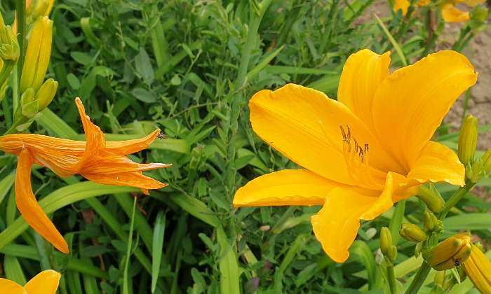 Puzzle Fleurs jaunes - Paysages & Fleurs - Absolu Puzzle