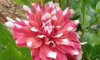 Puzzle 5272 - Belle fleur Dahlia