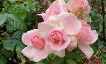 Puzzle 5276 - Des roses