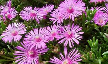 Puzzle 14974 - Jolies fleurs