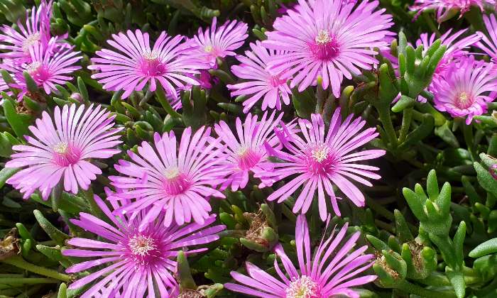 Puzzle Jolies fleurs - Paysages & Fleurs - Absolu Puzzle