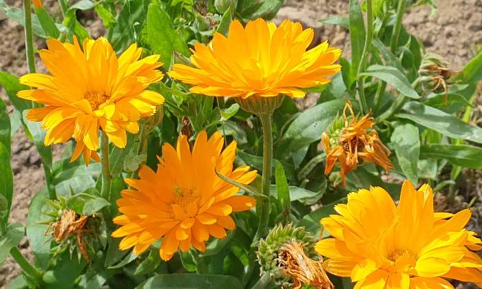 Puzzle fleurs - Paysages & Fleurs - Absolu Puzzle