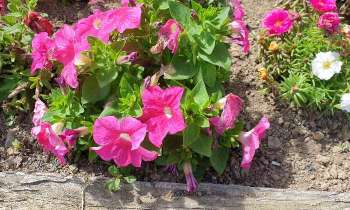 Puzzle 14554 - Fleurs