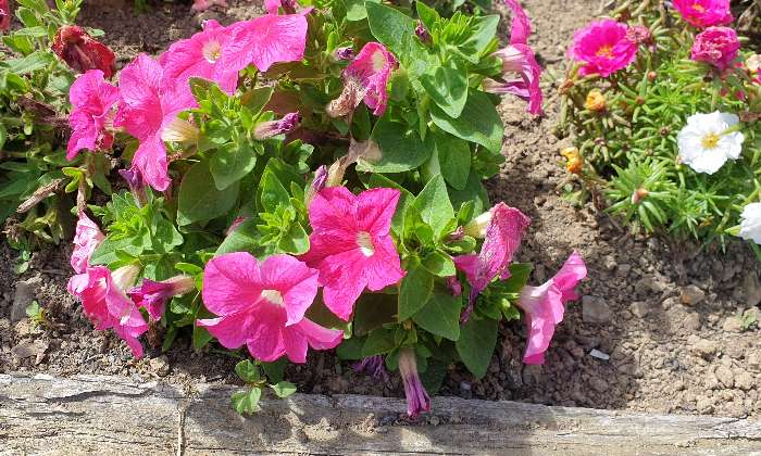 Puzzle Fleurs - Paysages & Fleurs - Absolu Puzzle