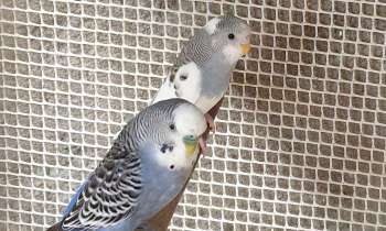 14650 | Couple de perruches - 