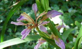 Puzzle 11063 - Fleur sauvage