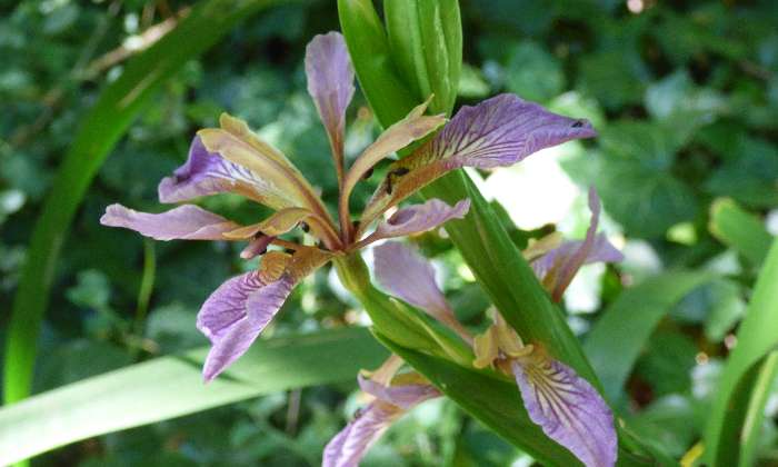 Puzzle Fleur sauvage