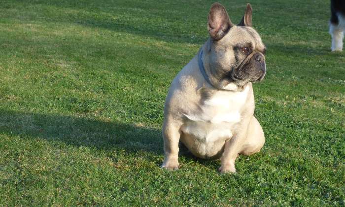 Puzzle Bouledogue FRANÇAIS