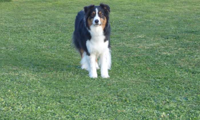 Puzzle Berger Australien
