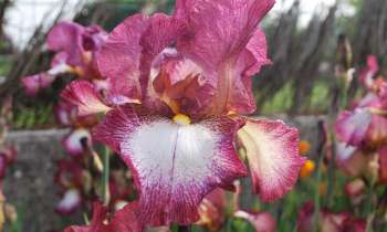 Puzzle 11040 - Fleur d'iris