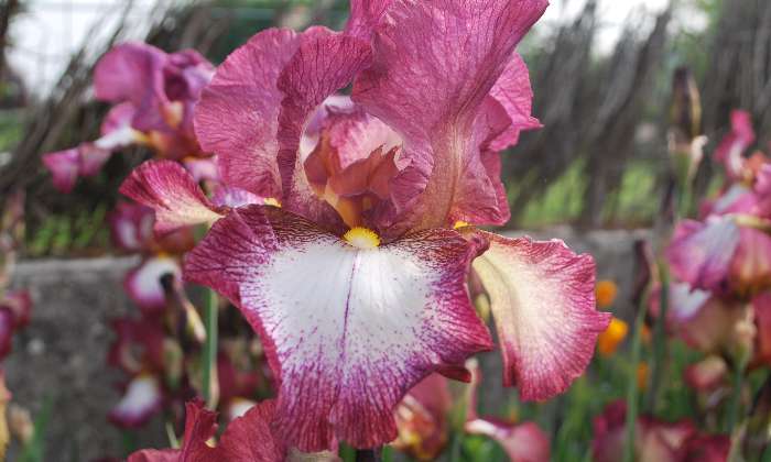 Puzzle Fleur d'iris