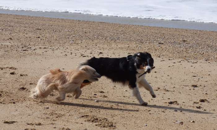 Puzzle Course à la plage