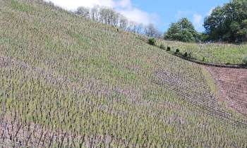 Puzzle 11218 - Vignoble