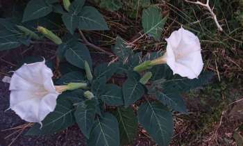 Puzzle 8452 - Datura