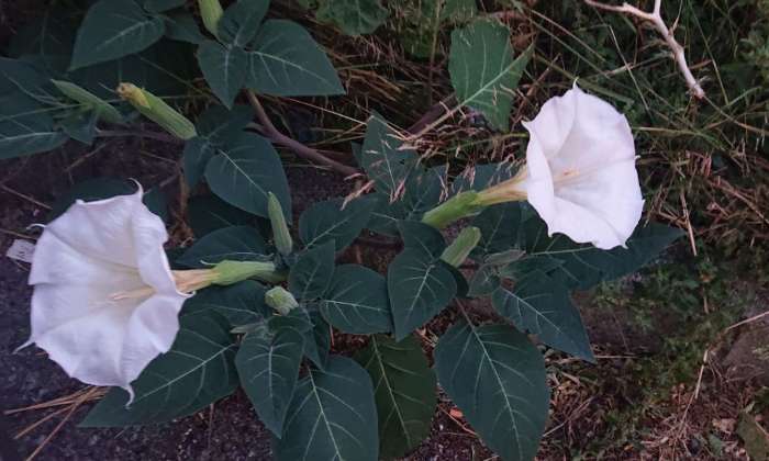 Puzzle Datura