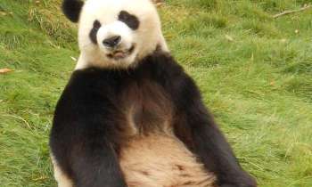 Puzzle 11010 - Panda