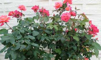 Puzzle 8139 - Rosiers