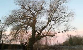 Puzzle 11362 - Arbre en hiver