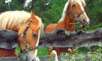 Puzzle 5284 - Chevaux