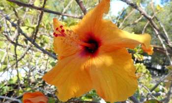 Puzzle 13598 - l'hibiscus se dore au soleil