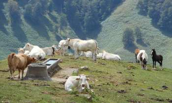 Puzzle 8879 - Vaches en montagne