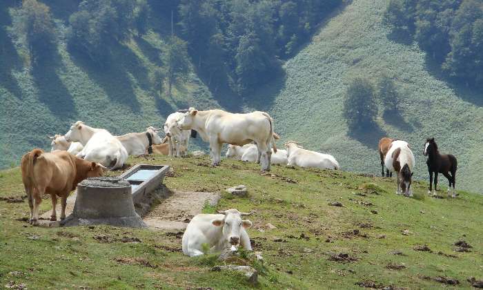 Puzzle Vaches en montagne