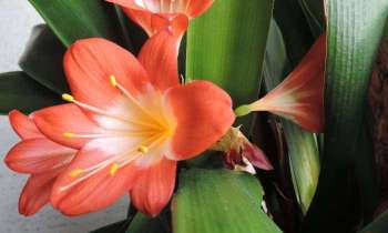 Puzzle 5505 - Clivia