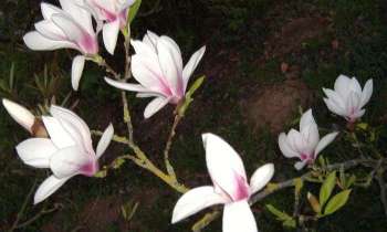 Puzzle 9854 - Magnolia