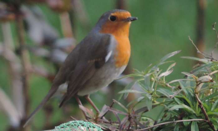 Puzzle Rouge gorge - Animaux - Absolu Puzzle