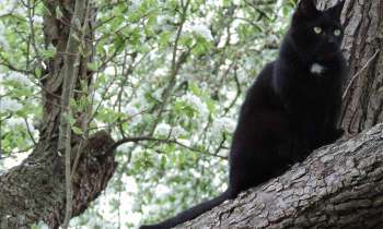 Puzzle 13528 - Chat noir