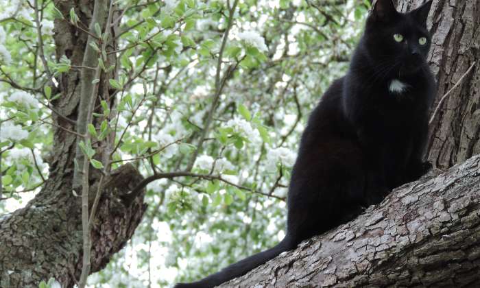 Puzzle Chat noir