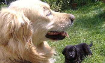 Puzzle 5292 - golden retriever et son petit