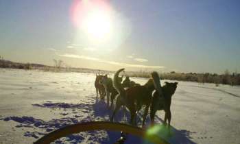 Puzzle 14483 - chiens de traineaux en Laponie