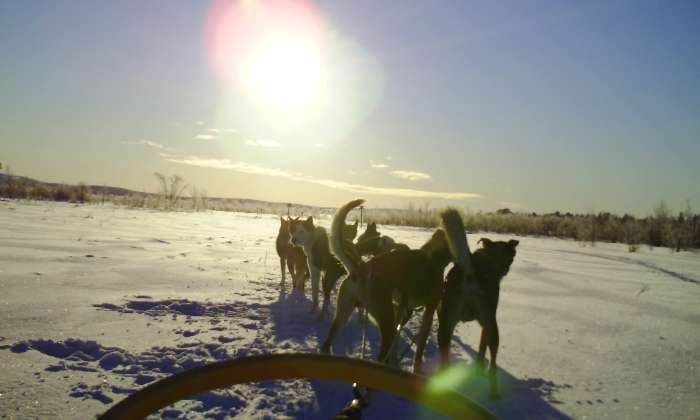 Puzzle chiens de traineaux en Laponie - Animaux - Absolu Puzzle